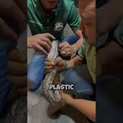 How Many Teeth Do Snakes Have Source Fact Stock Shorts