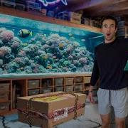 Buying Unknown Clownfish Box Off The Web