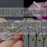 Preparing Temporary Slide Mount Of Onion Peel Iodine Stained Under The Digital Microscope
