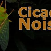 Cicadas Bug Noise Nature Ambient Sound ASMR Australia