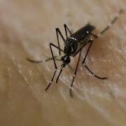 The Dangers Of Yellow Fever