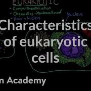 Characteristics Of Eukaryotic Cells Cells MCAT Khan Academy