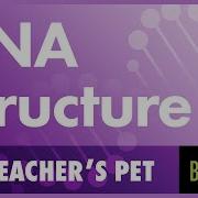 DNA Structure