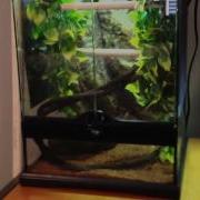 Green Tree Python Cage Set Up Care
