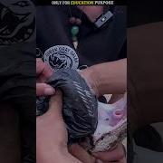 Does Python Have Teeth Shorts Facts Shortvideo Facts Facts