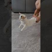 Cat Core PetTok FunnyPets Cat CatTok Catlover Petfyp Foryou Funny Funnyvideos Usa