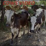 Flock Of Cows Resting Under Trees Cows Relaxing Video Karori Vlog