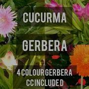 Gerbera Cucurma Combo Offer 4 Colour Gerbera Garden Terracegardenindia Houseplants Plantsofindia