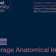 SPM Tutorial 15 Average Anatomical Images