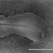 Early Chick Embryo Development Somitogenesis