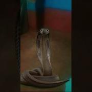 Snake VFX Video Shorts Shortvideo Youtubeshorts Vfx Viral 2024 Magic