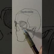 Regular Skull Vs Anime Skull Jmarron