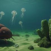 Exploring The Cambrian Period In 2 Hours Documentary For Sleep