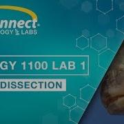 Biology 1100 Lab 1 Perch Dissection