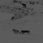 Wolves Running Full Speed