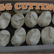 Cutting 11 Ball Python Eggs