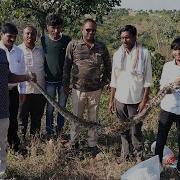 India S Most Largest Snake Rescue Released Indian Rock Python