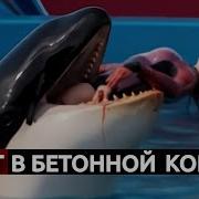 НАД НИМ ИЗДЕВАЛИСЬ БОЛЬШЕ ТРИДЦАТИ ЛЕТ И ОН НАЧАЛ МСТИТЬ
