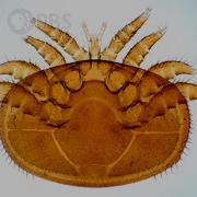 Varroa Mites Are A Honeybee S 8 Legged Nightmare Deep Look