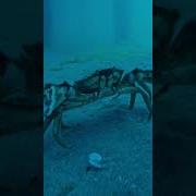 Crab Walking