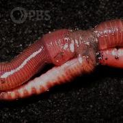 Earthworm Love Is Cuddly And Complicated Deep Look