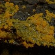 Mould Time Lapse The Great British Year Episode 4 Preview BBC