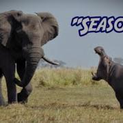 Full MEP Wild Animal Tribute Seasons