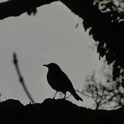 Blackbird In Silhouette