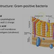 Bacterial Cell Walls Gram Positive Vs Gram Negative