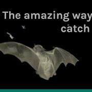 How Do Bats Catch Bugs