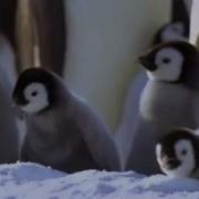 Bird Watching Nature BBC Motion Gallery