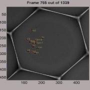 Multi Bernoulli Multi Cell Tracking