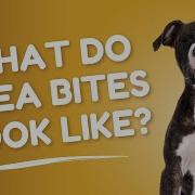 What Do Flea Bites Look Like Vet FAQs