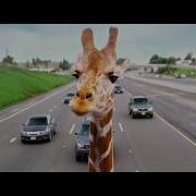The Hangover Part III 2013 Giraffe Scene