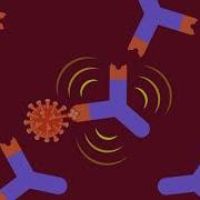What Are Antibodies