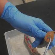 Transverse Dissection Of A Lamprey