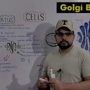 Golgi Apparatus Golgi Complex Structure And Functions Detailed Series