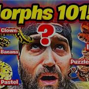 Какие морфы у змей ОБЪЯСНЕНИЕ морфов королевских питонов и удавов