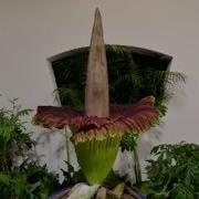 Time Lapse Video Captures Rare Blooming Of Corpse Flower In SW China