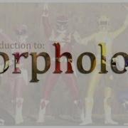 An Introduction To Morphology