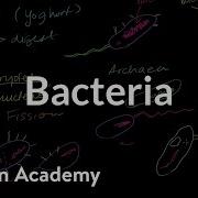 Bacteria