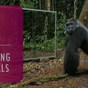Animals In Mirrors Hilarious Reactions