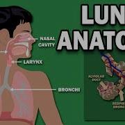 ANATOMY OF THE LUNGS