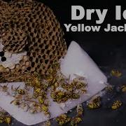 Destroying A Dangerous Yellow Jacket Nest With Dry Ice Mousetrap Monday