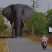 40 Largest Animals Caught On Camera