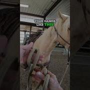 Horse Handling Safety Avoid Rope Burns Injuries