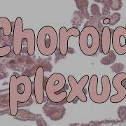 Choroid Plexus Nervous System Histology