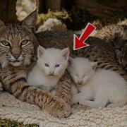 A Stray BOBCAT Gave Birth To 2 Rare White Cubs So I Refused To Separate Them