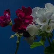 Flowers Blooming Free Stock Creative Commons Video