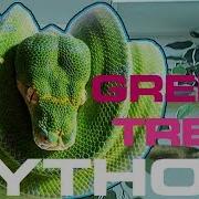 GREEN TREE PYTHON SETUP CARE AND HUSBANDRY